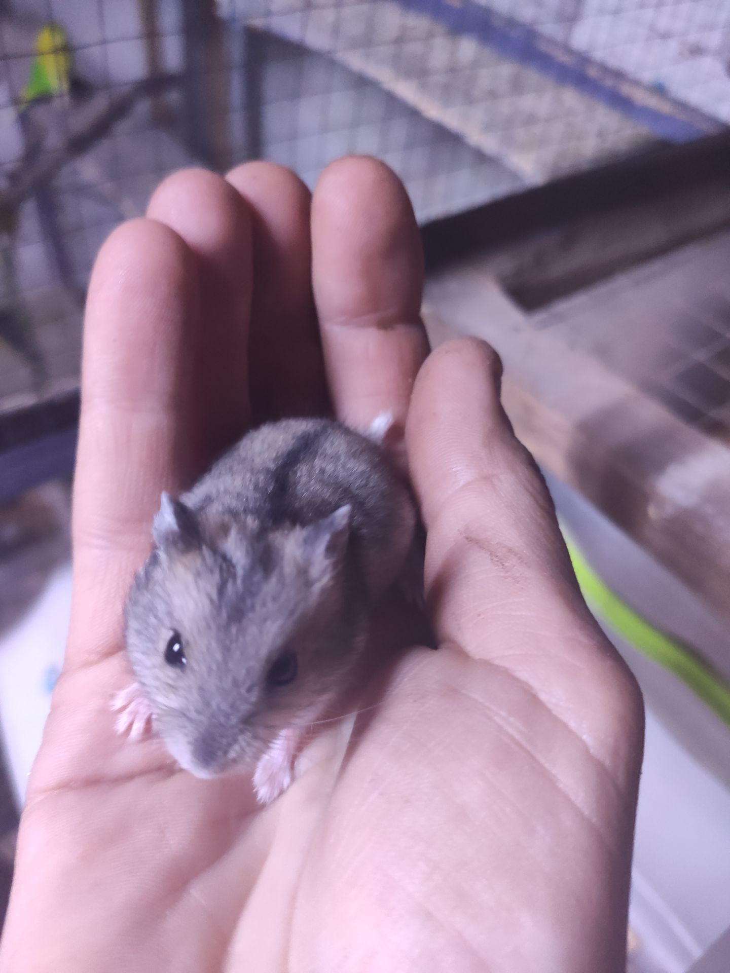 Маленький комочок щастя
