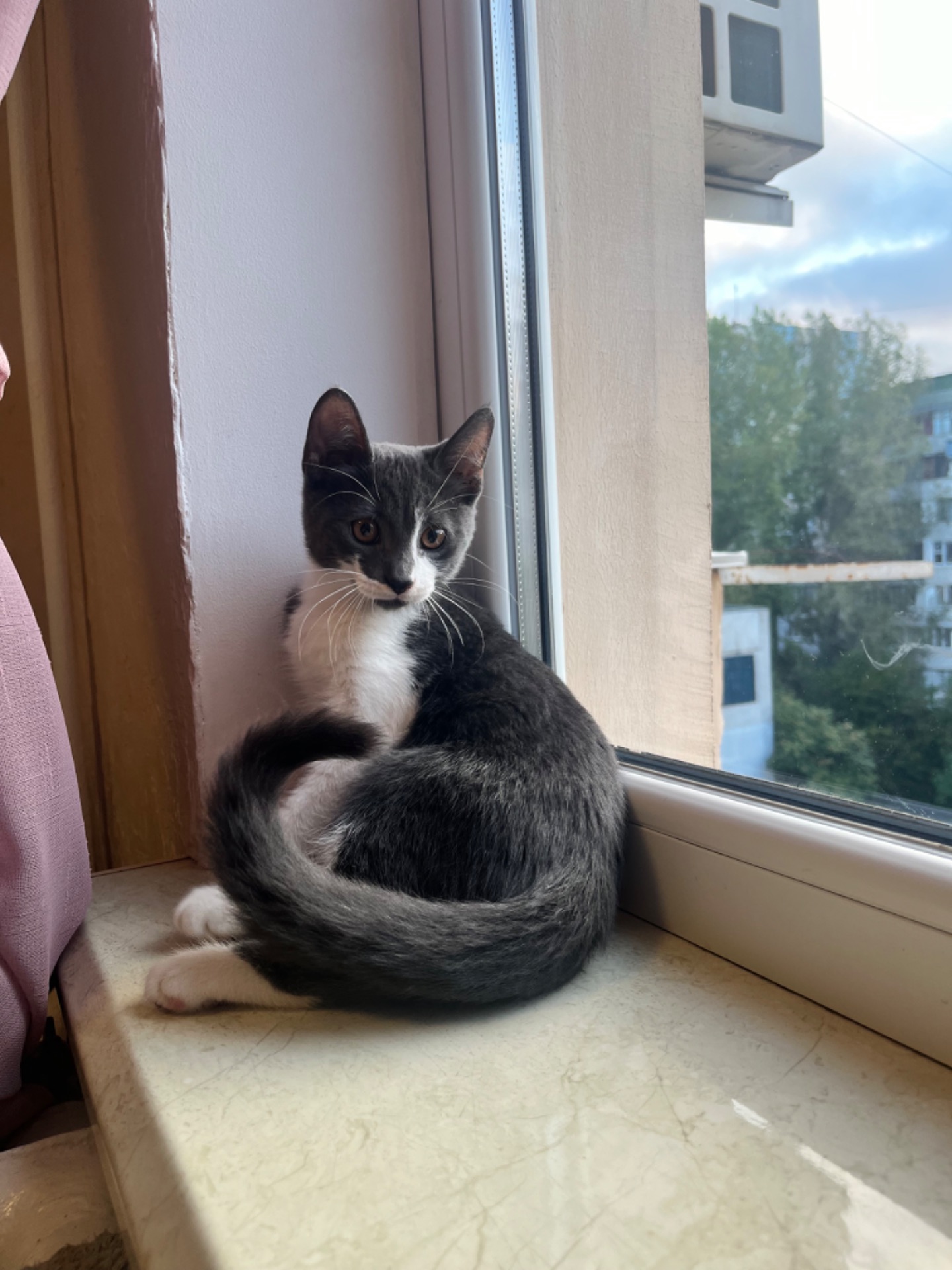 отдам котенка бесплатно