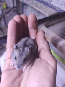 Маленький комочок щастя