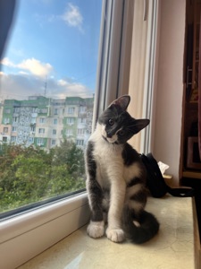 отдам котенка бесплатно