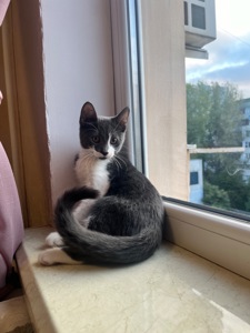 отдам котенка бесплатно