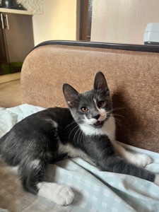 отдам котенка бесплатно