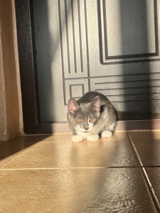 отдам котенка бесплатно