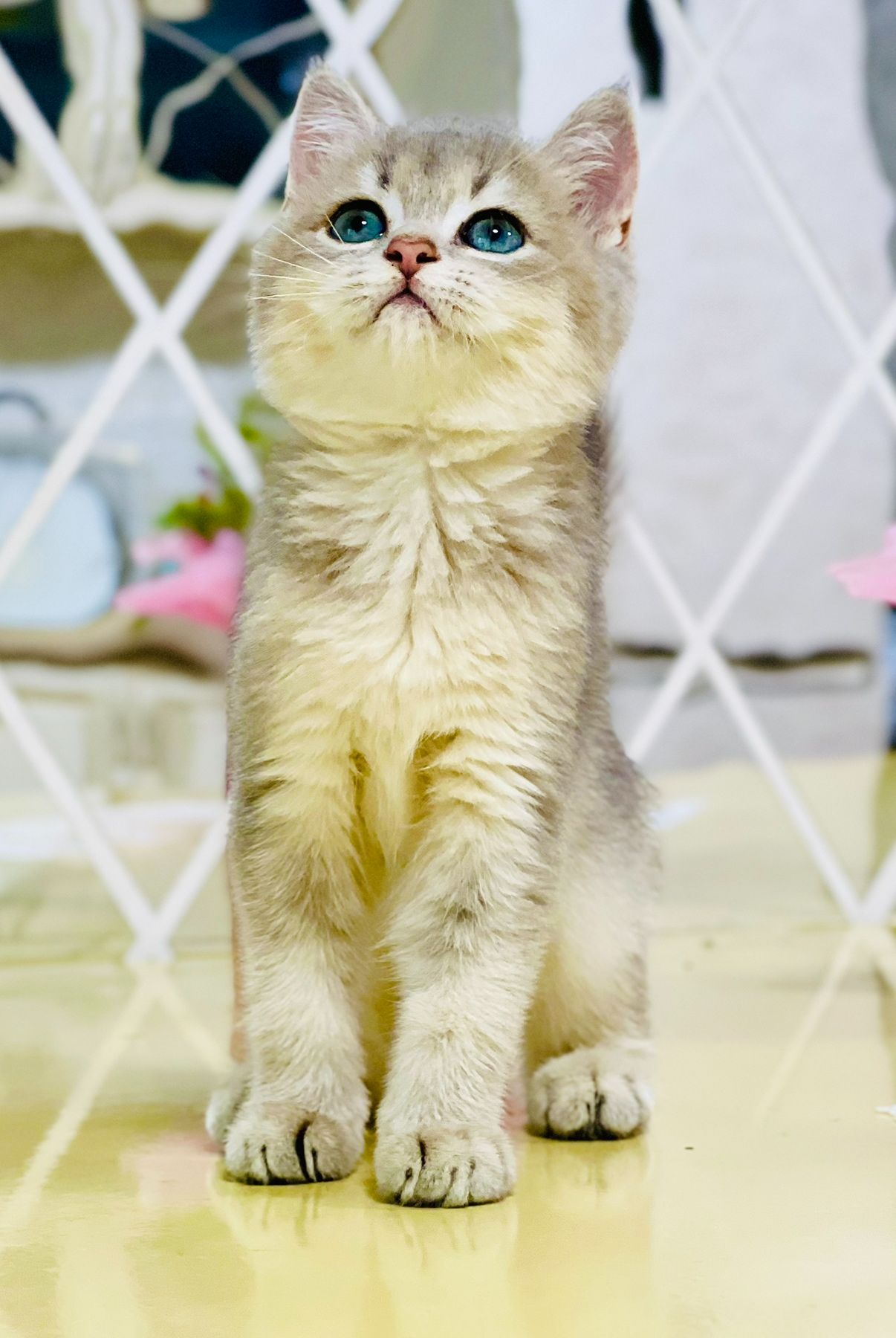 Золота шиншилла