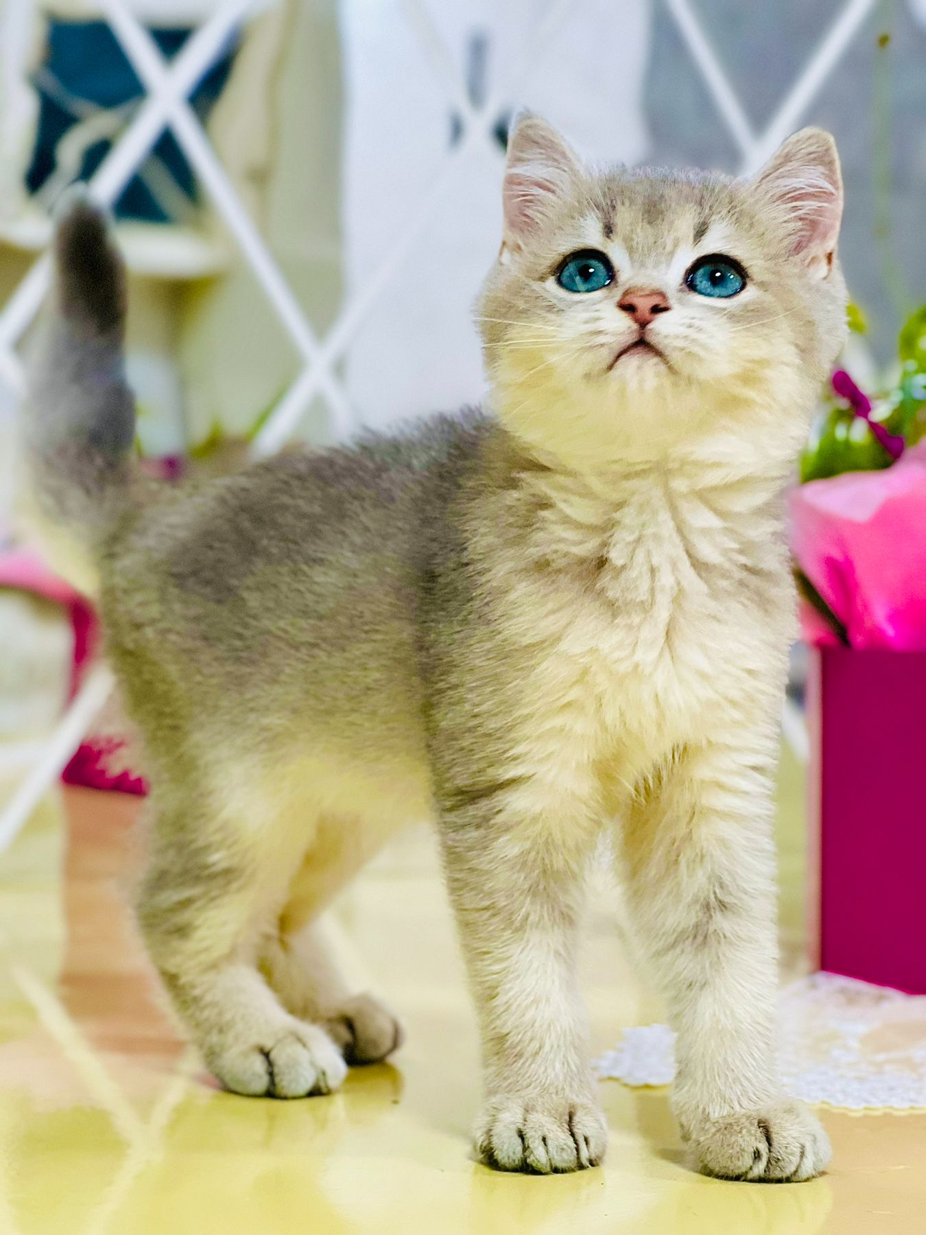 Золота шиншилла