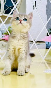 Золота шиншилла