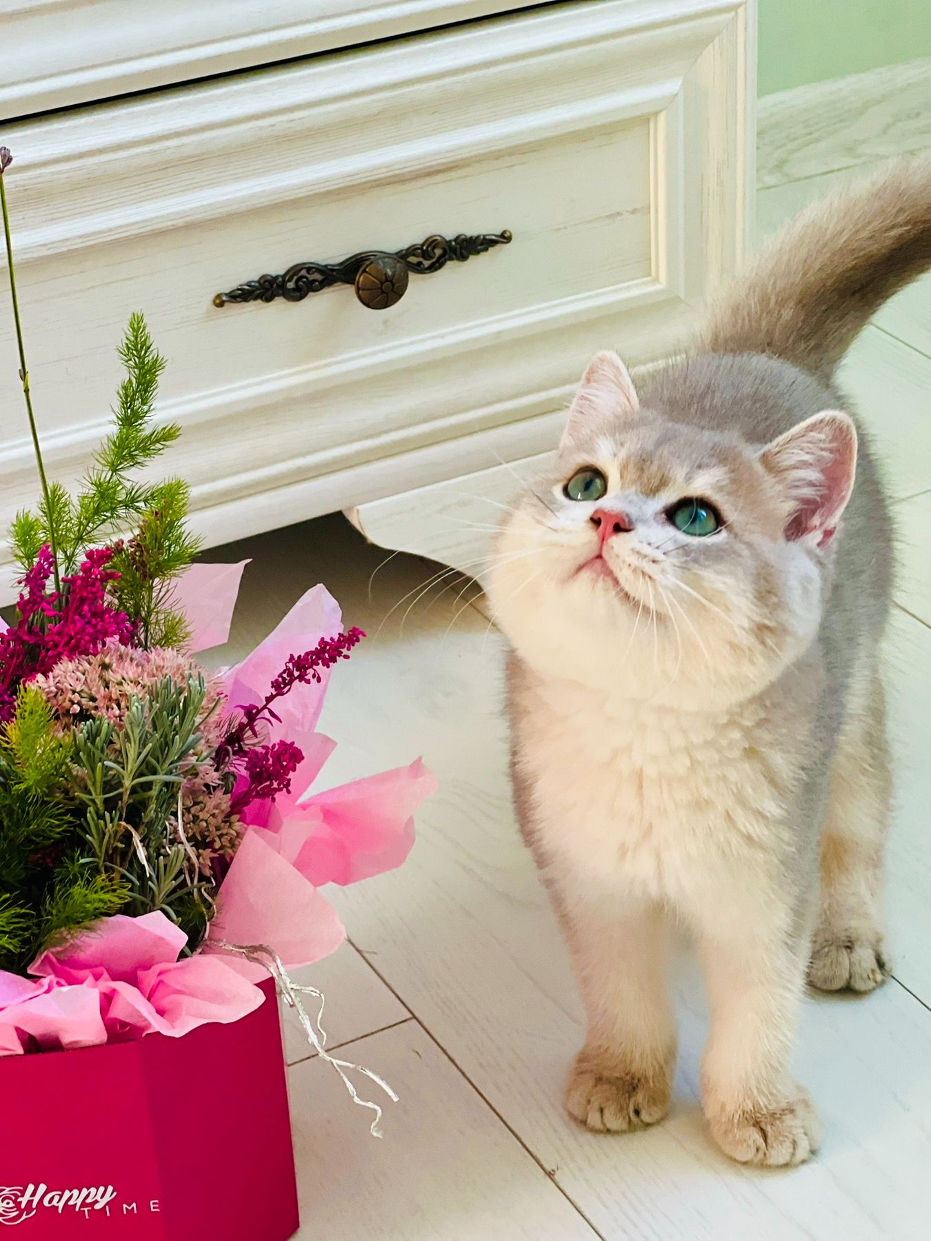 Золота шиншилла британський хлопчик голубе золото