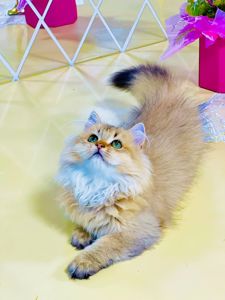 Золота шиншилла британська дівчинка