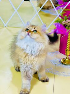 Золота шиншилла британська дівчинка