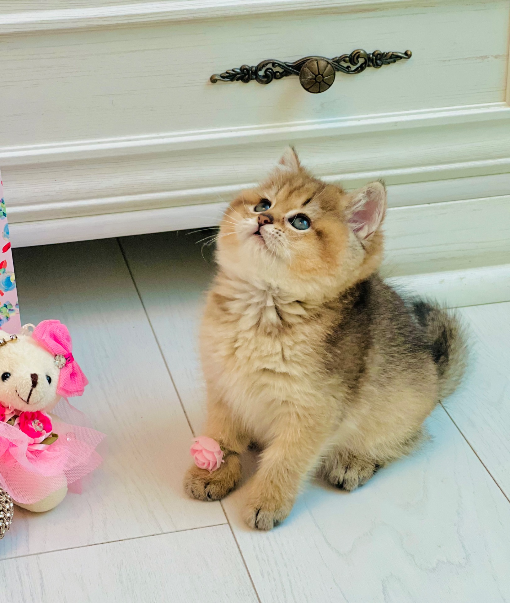 Золота шиншилла британські кошенята
