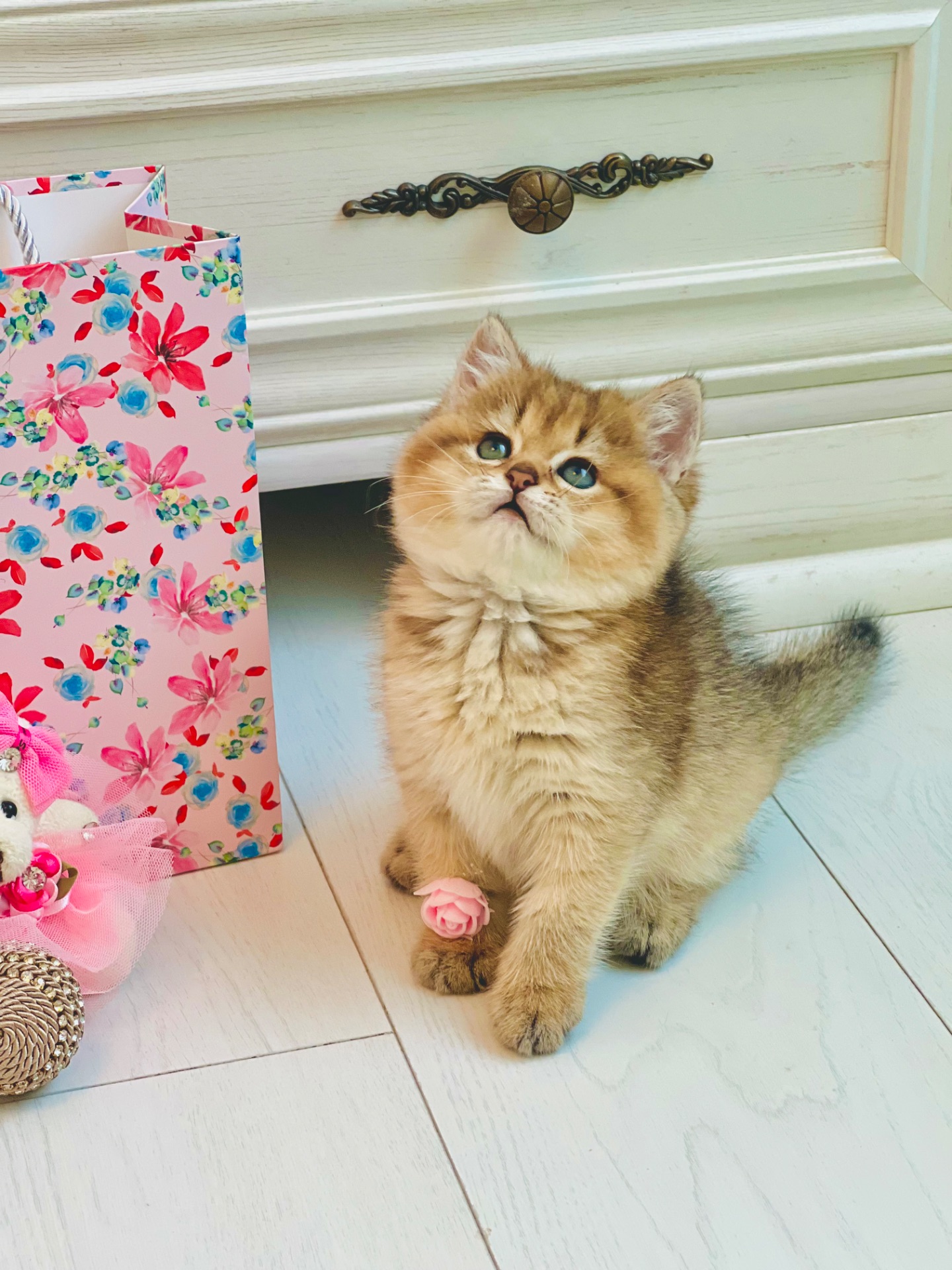 Золота шиншилла британські кошенята