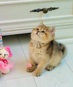 Золота шиншилла британські кошенята