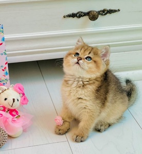 Золота шиншилла британські кошенята