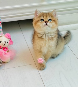 Золота шиншилла британські кошенята