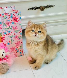 Золота шиншилла британські кошенята