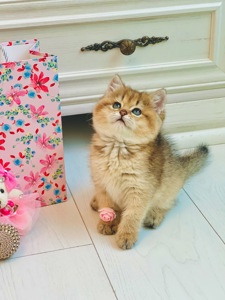 Золота шиншилла британські кошенята