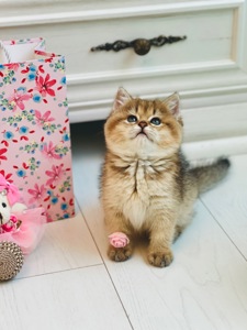 Золота шиншилла британські кошенята