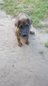 спокійна дівчинка шукає родину