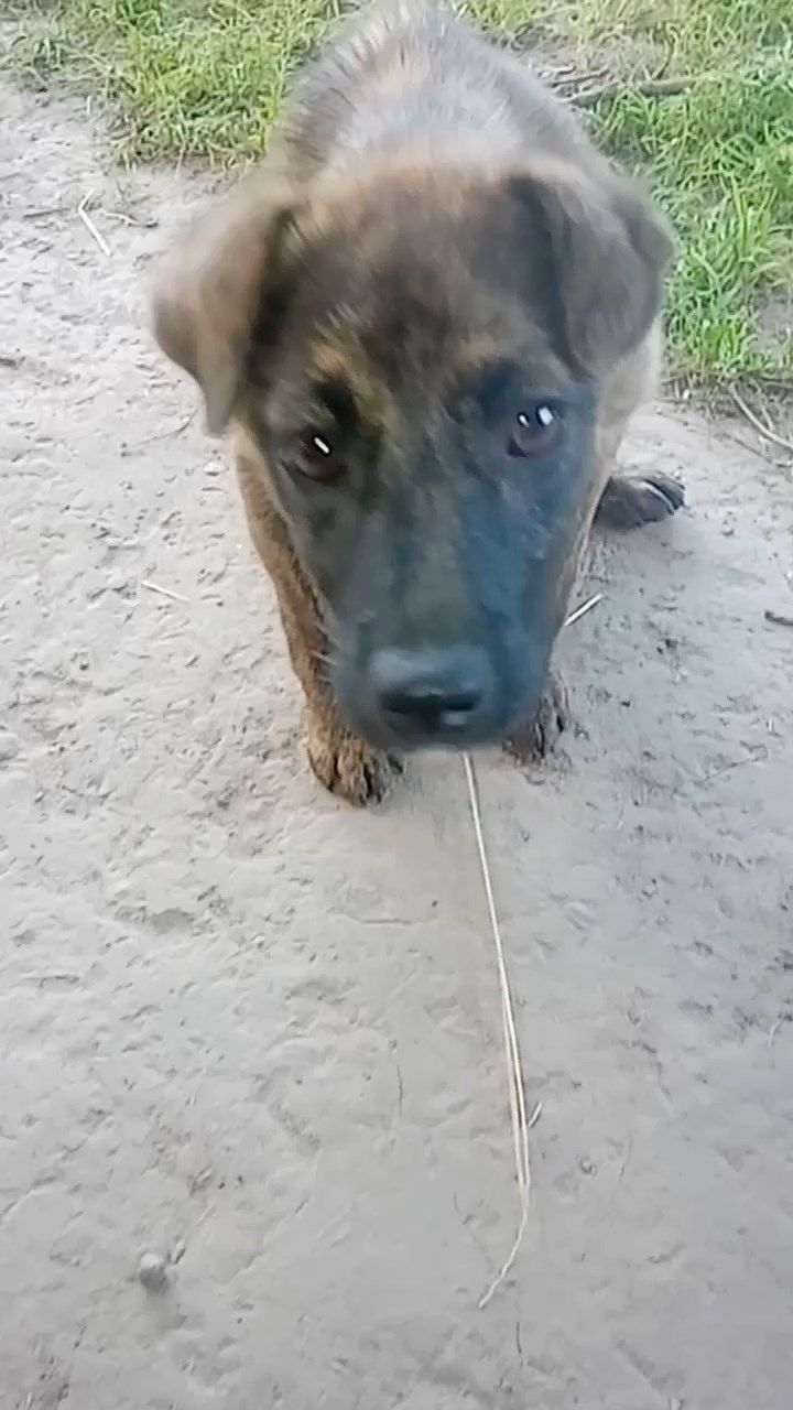 спокійна дівчинка шукає родину