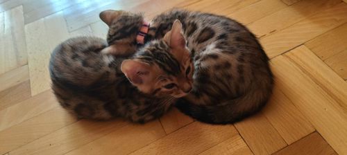 Котята