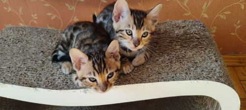 Котята