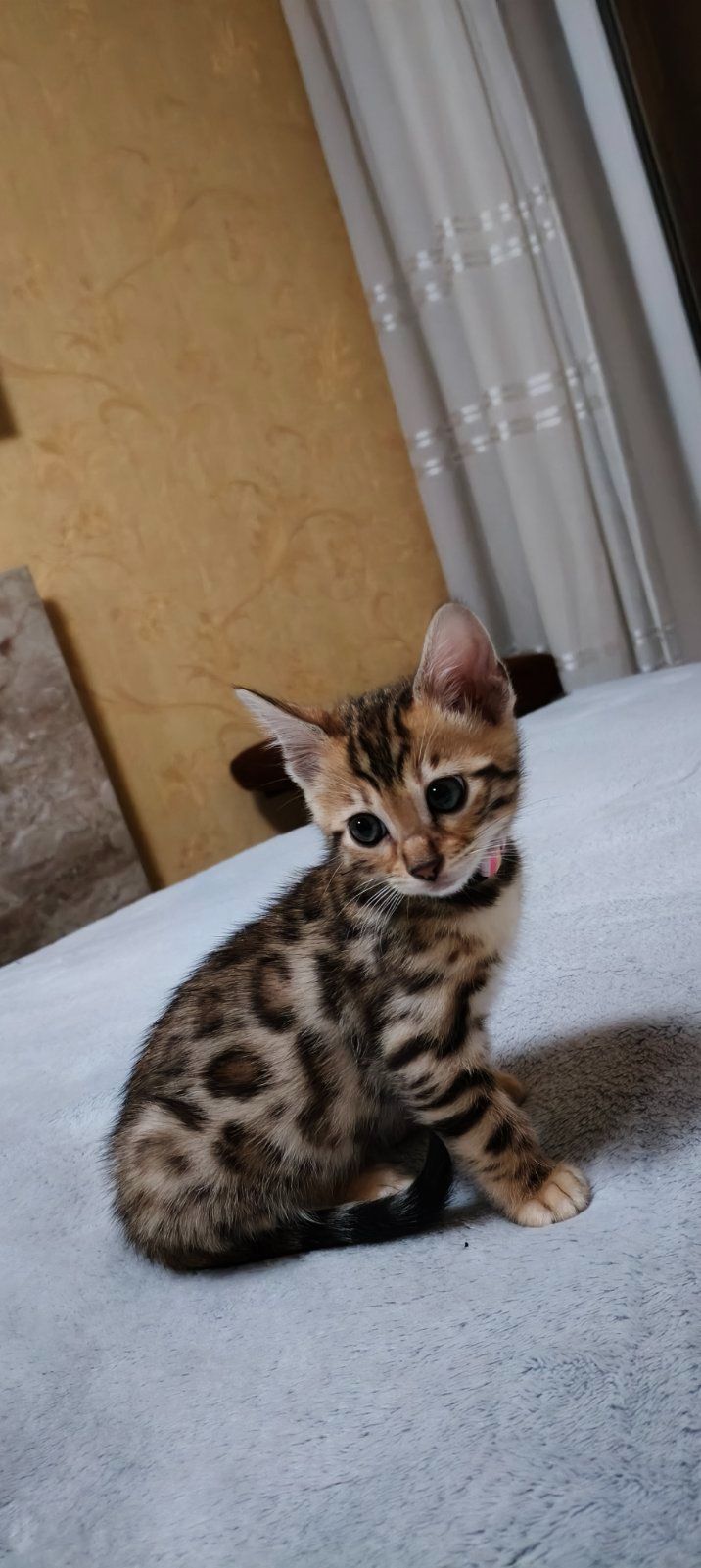 Котята