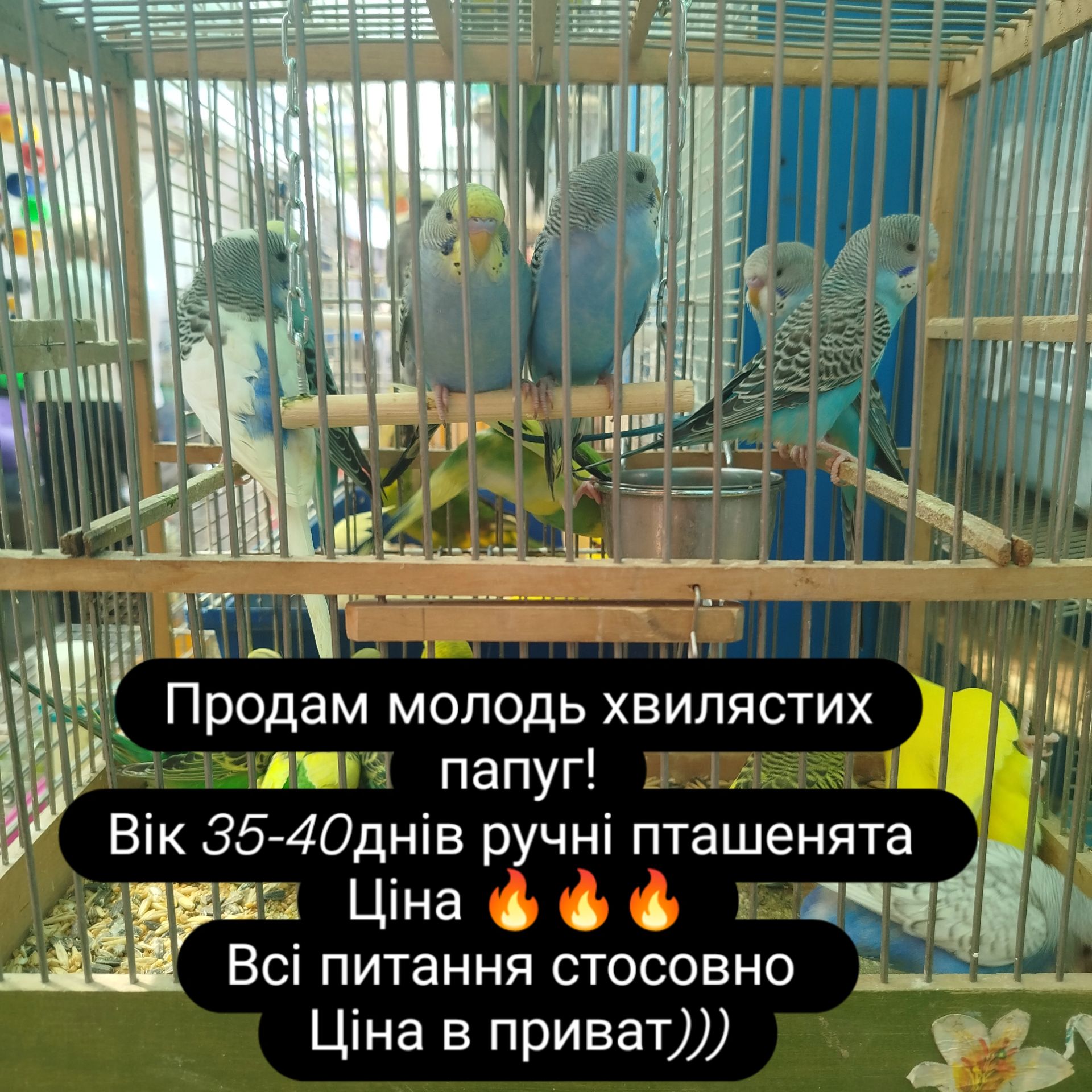 Продам хвилястих папуг!