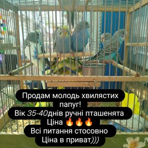 Продам хвилястих папуг!