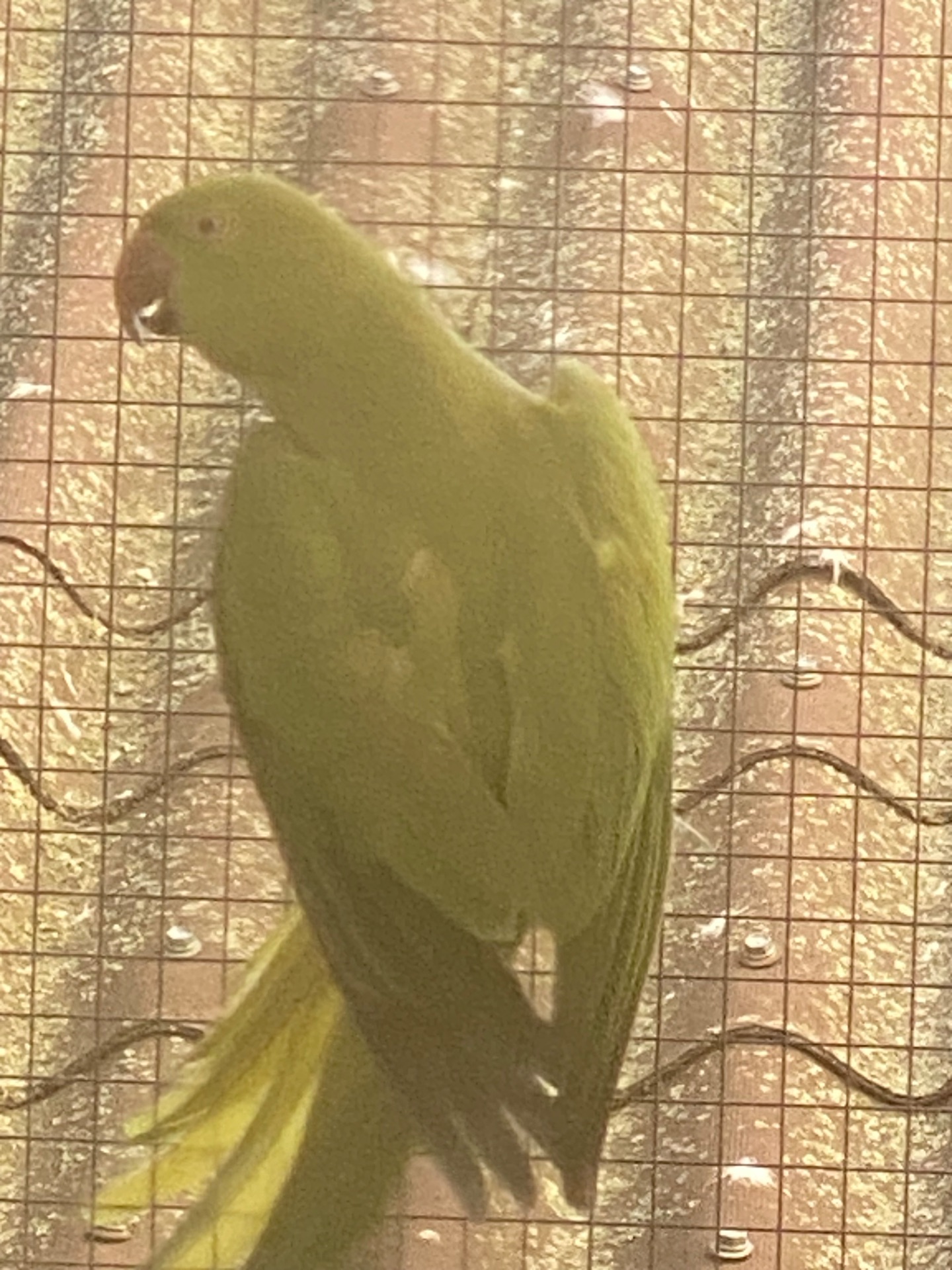 Ожереловый попугай