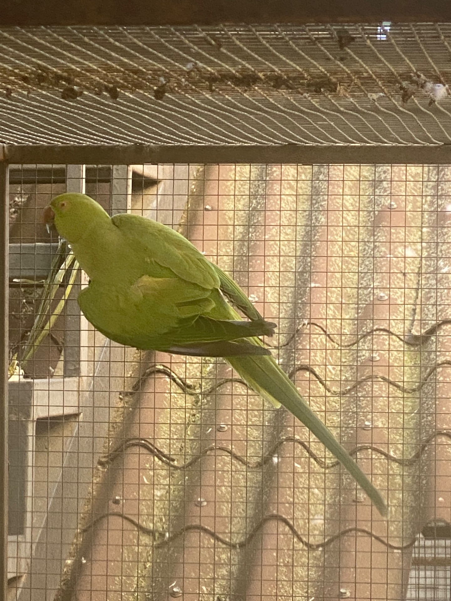 Ожереловый попугай