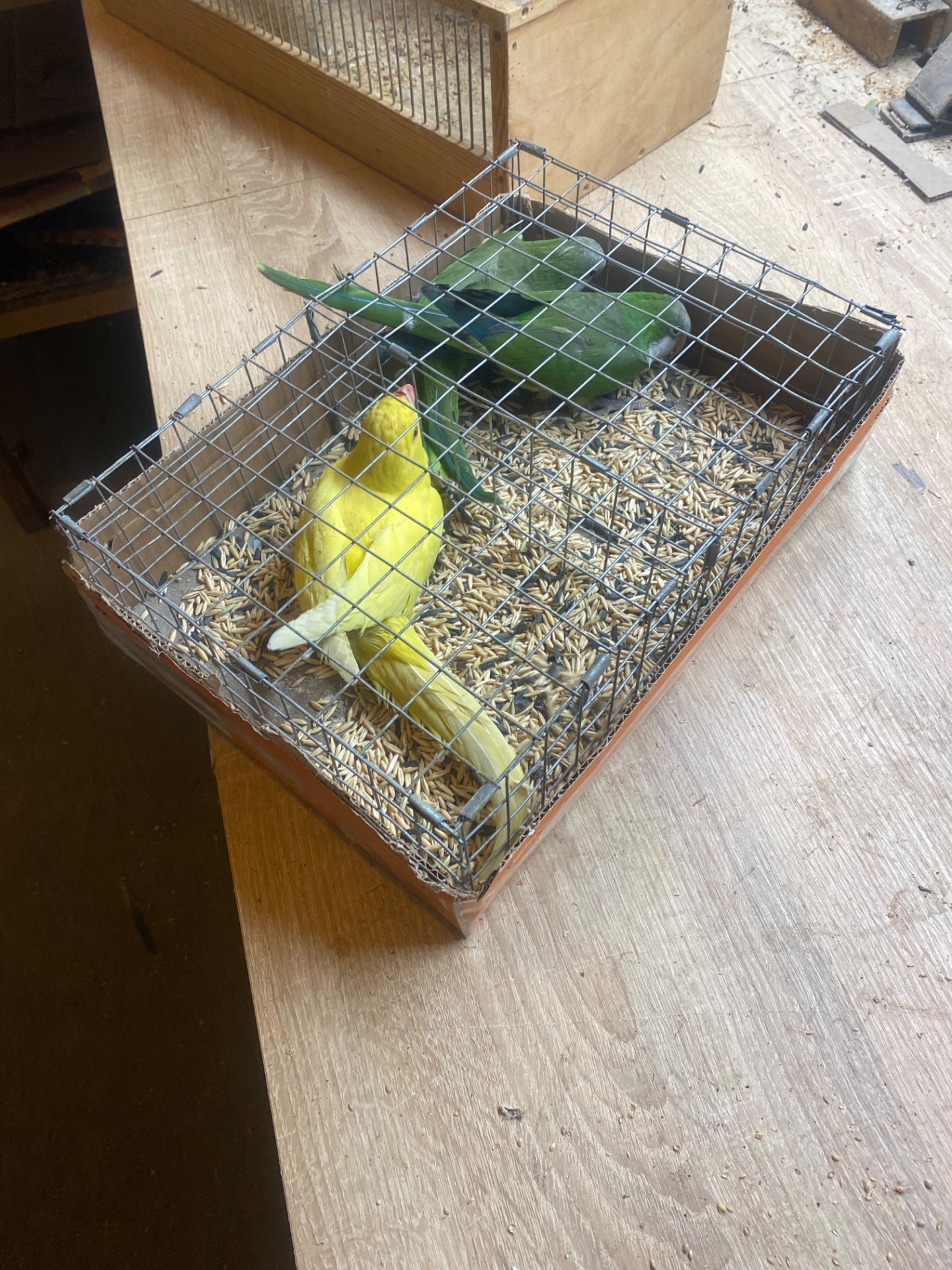 Ожереловый попугай