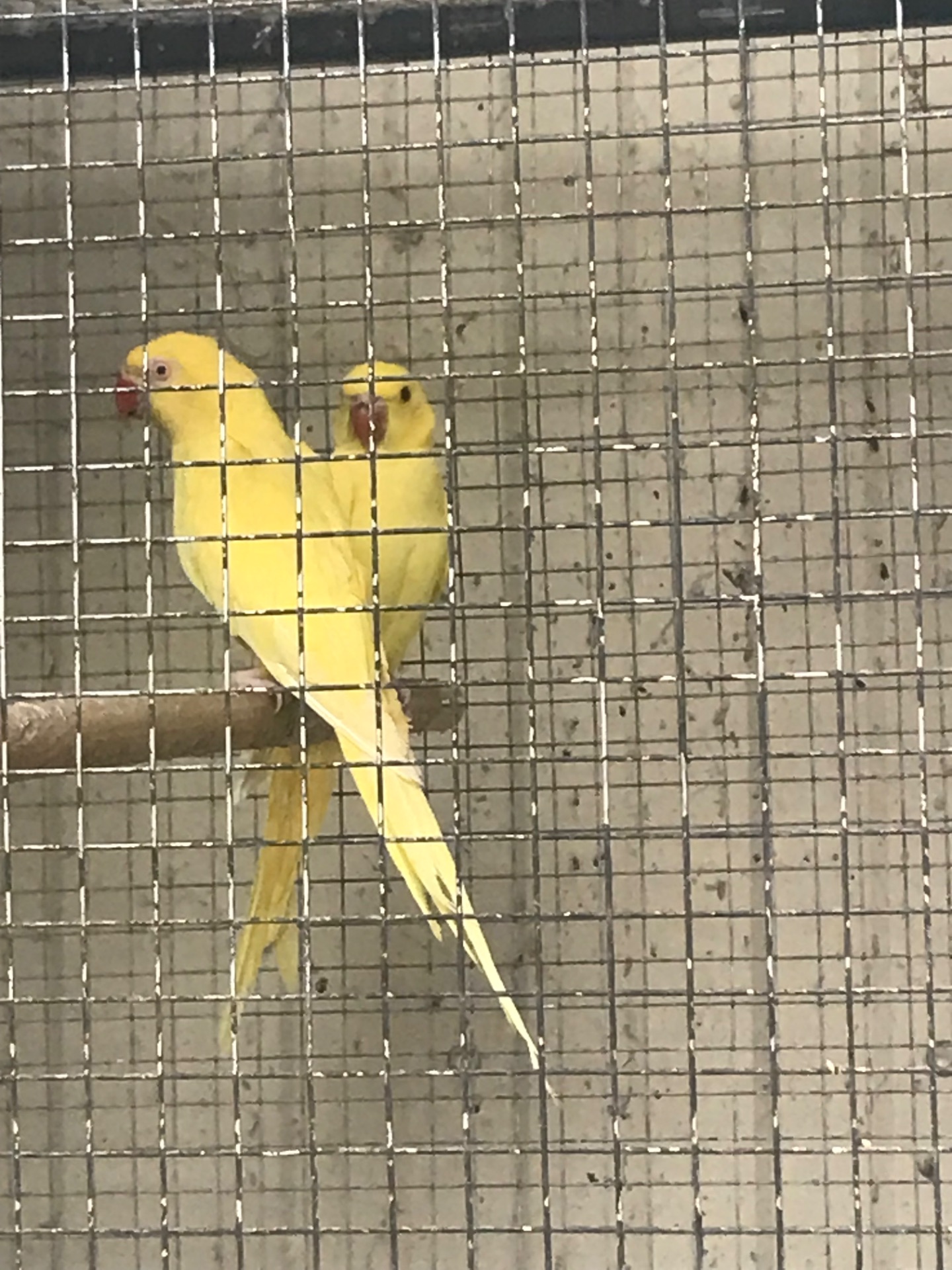 Ожереловый попугай