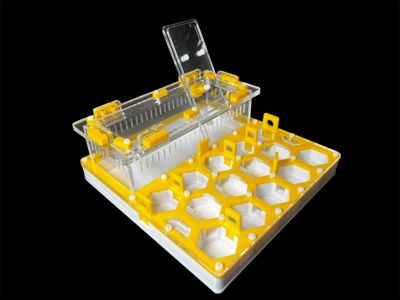 Купити формикарій "Соти" 20 х 20 см жовтий для мурах Camponotus та messor