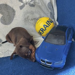 Цуценята німецького пінчера (середній доберман))