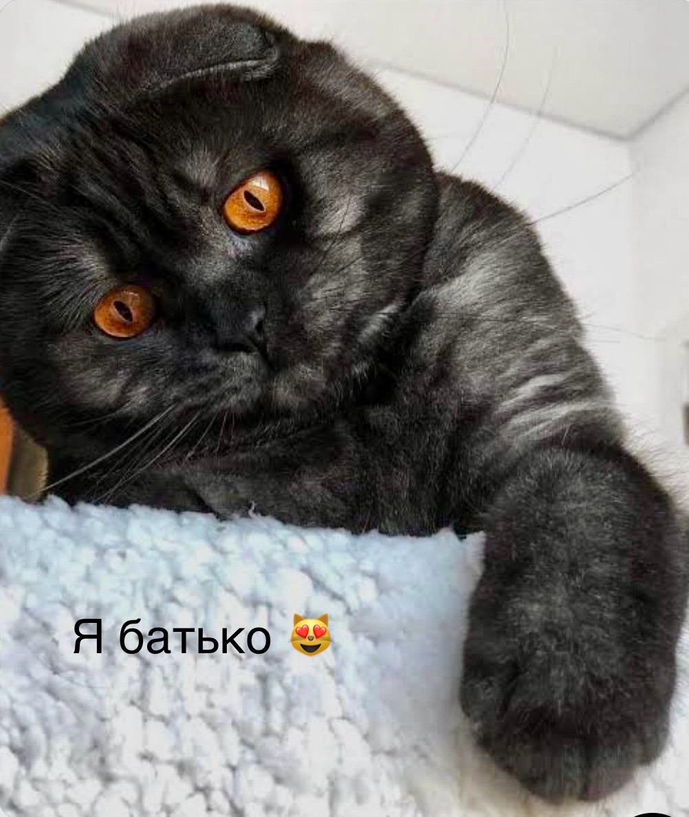 Кошечка чорний мрамор