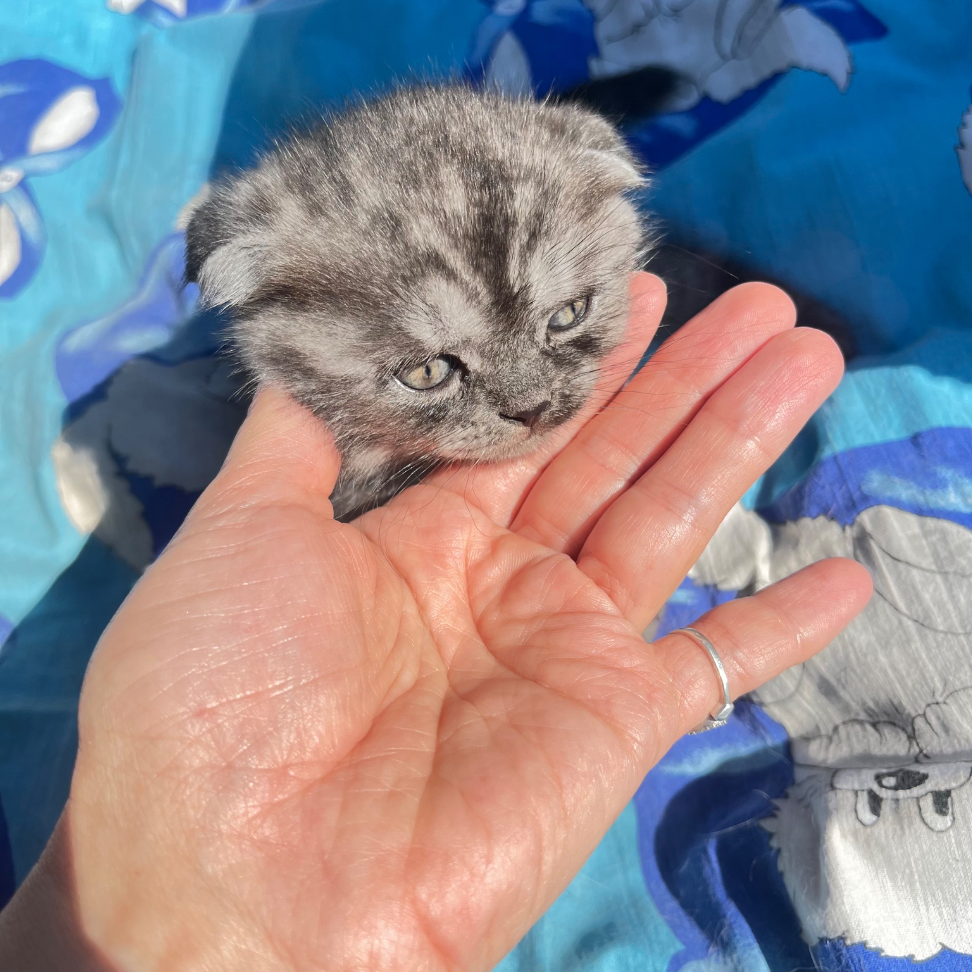 Котята віслоухи шотландскіе