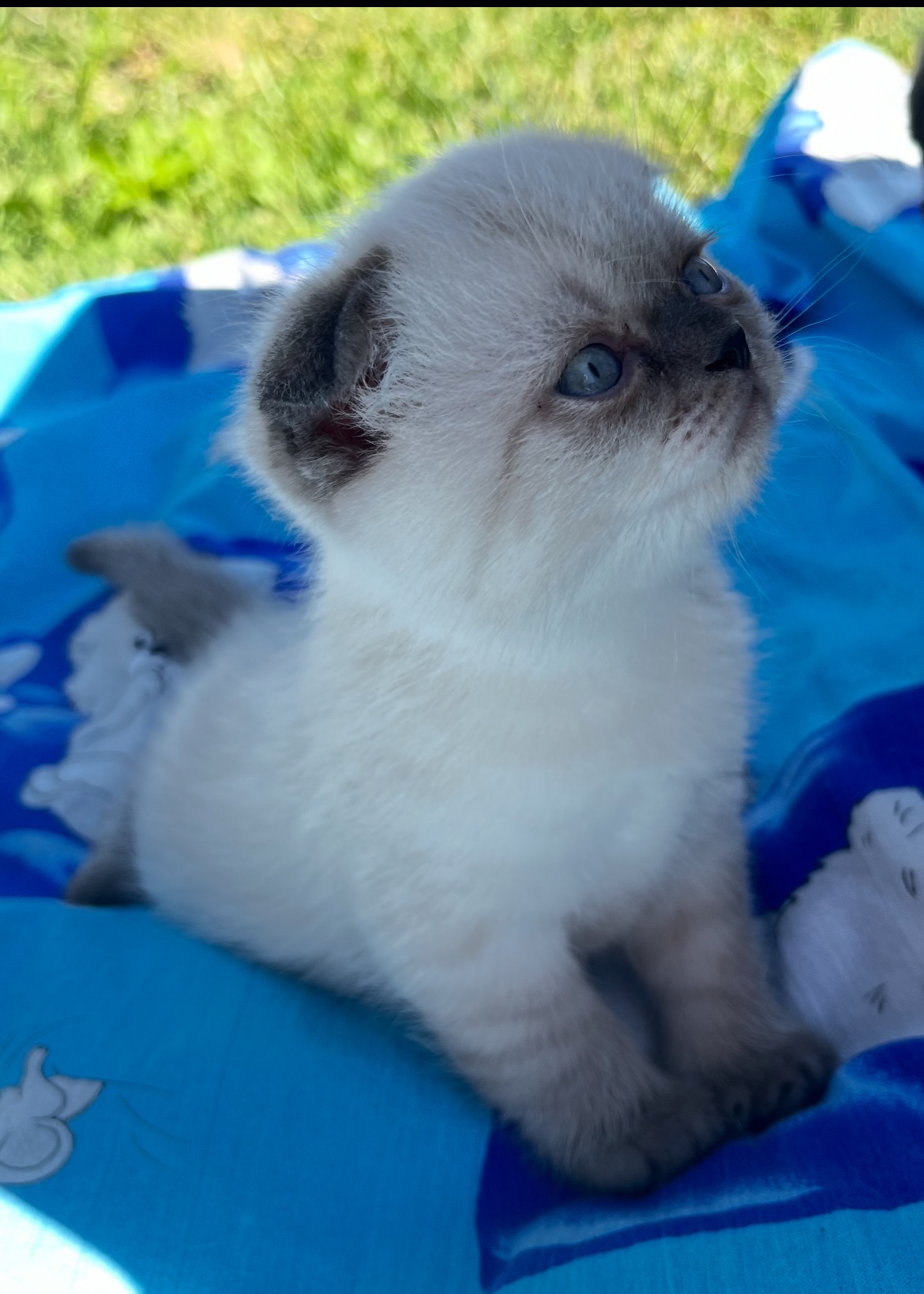 Котик