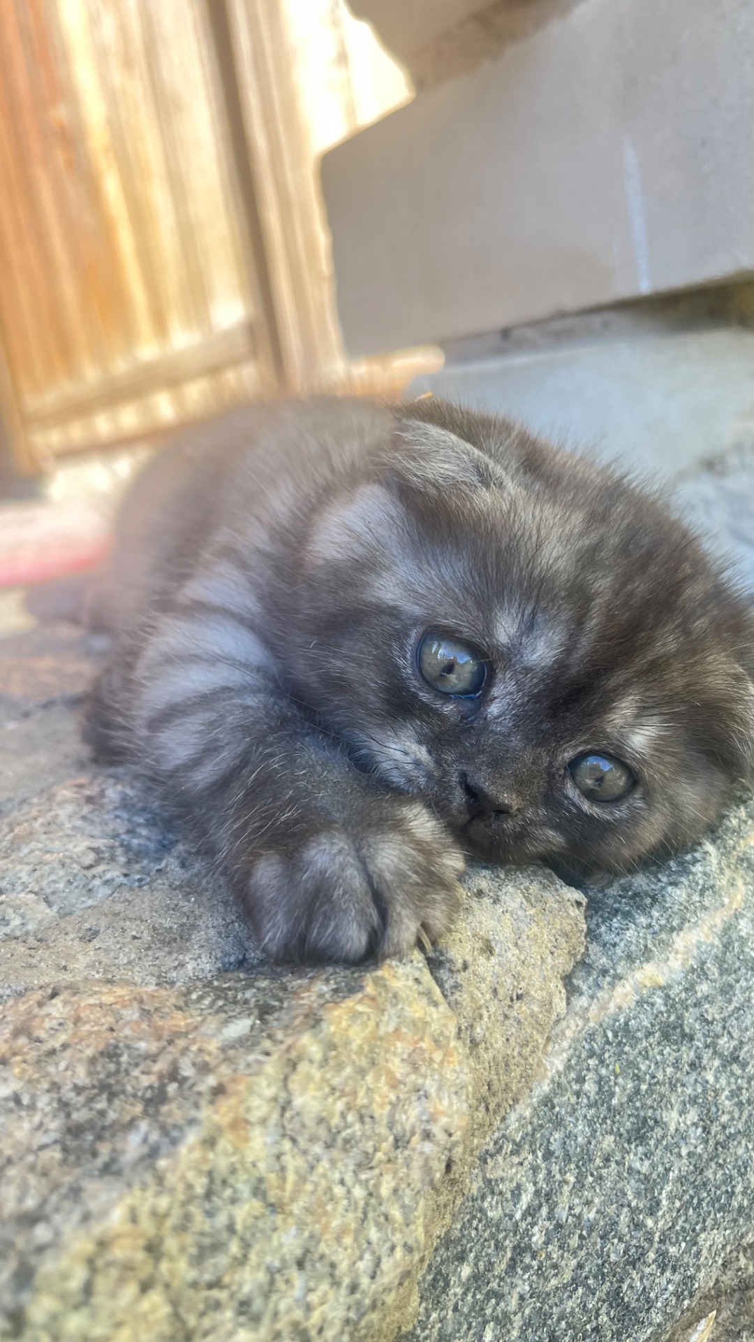 Котята віслоухи шотландскіе