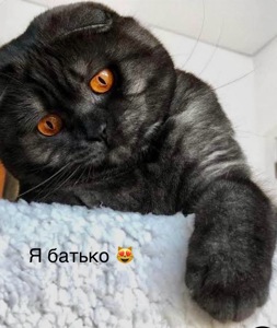 Кошечка чорний мрамор