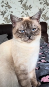 Кошечка чорний мрамор