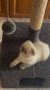 Котик