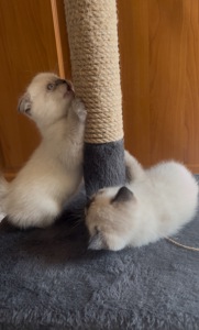 Котик
