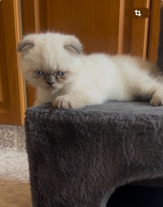 Котик