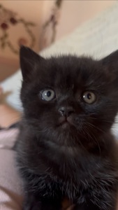 Кошечка чорний мрамор