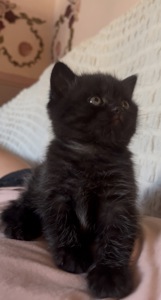 Кошечка чорний мрамор
