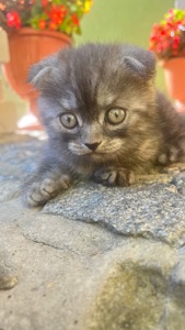 Котята віслоухи шотландскіе