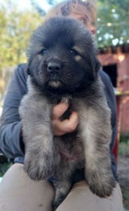 Цуценята від розплідника Star Escort великі костисті робочі