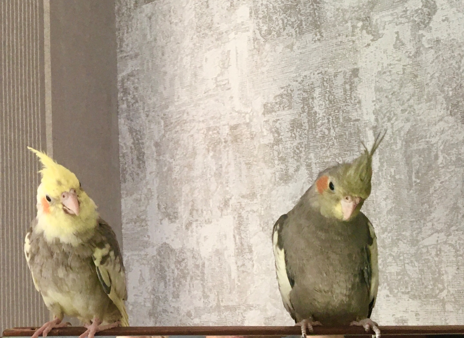 Пташенята корел