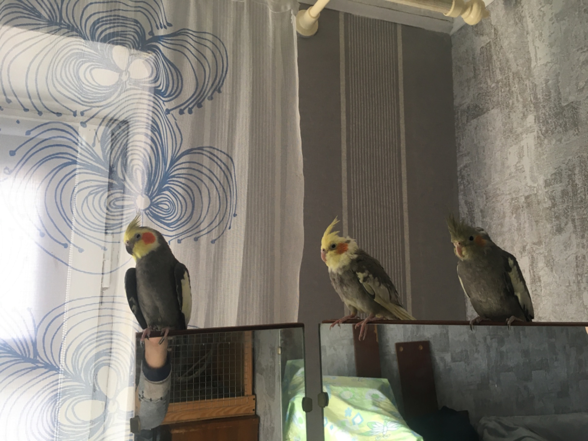 Пташенята корел