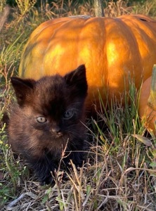 Кошеня -Чорниш
